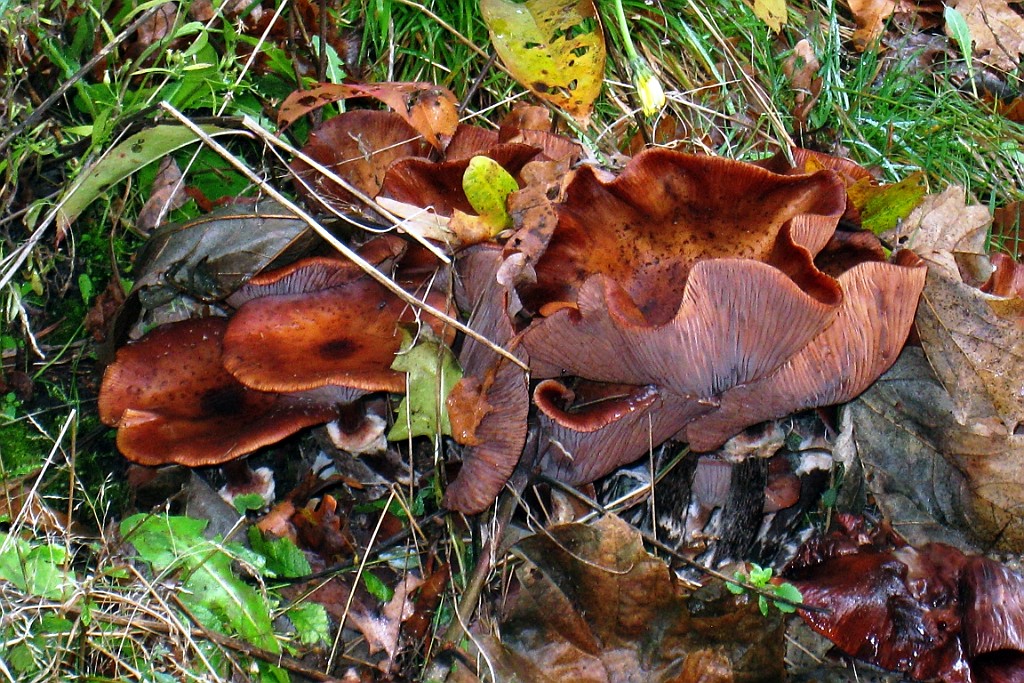 Vennenbos (21).jpg